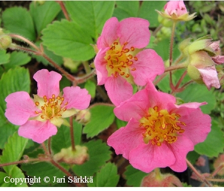  Fragaria x rosea Pink Panda
